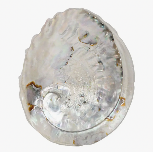 Abalone Shell 5.5"-6"